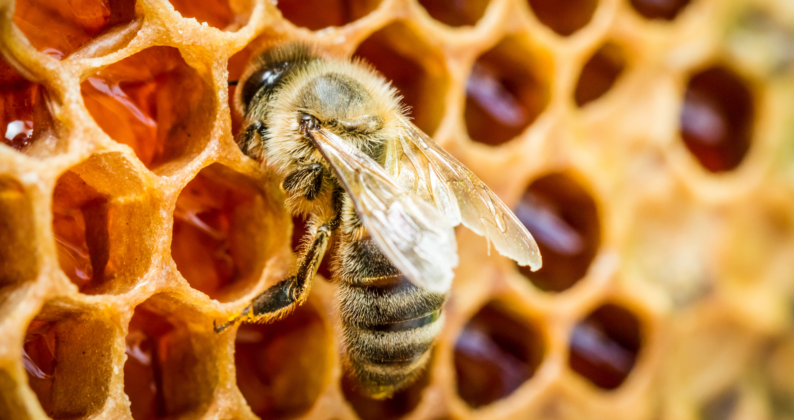 Bee Banner